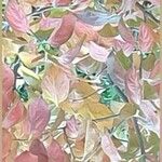 Combretum erythrophyllum