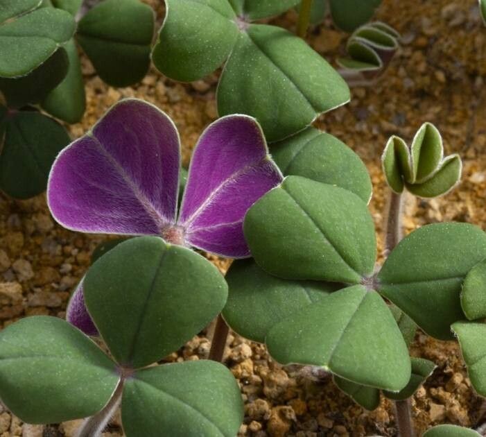 Oxalis massoniana — houseplant care guide