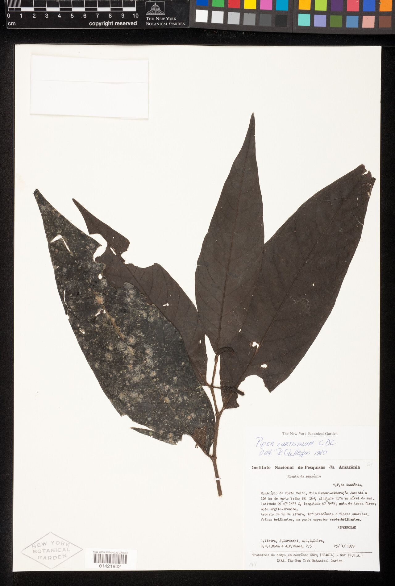 Piper curtistilum — houseplant care guide