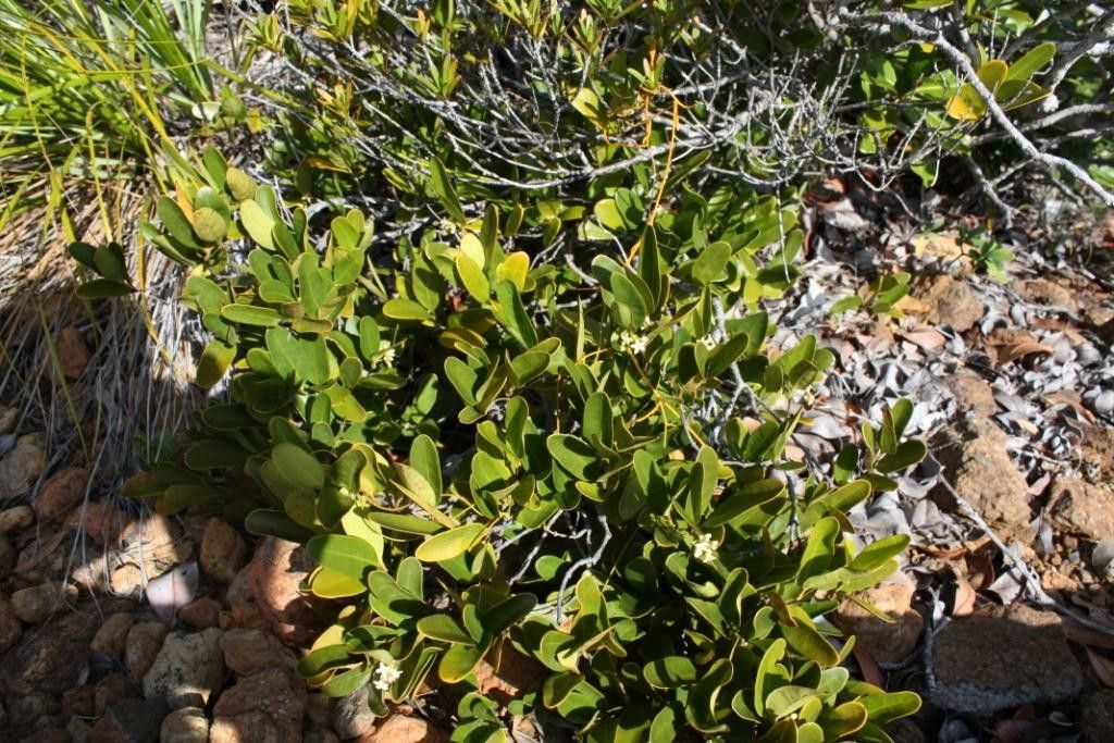 Gynochthodes glaucescens habit