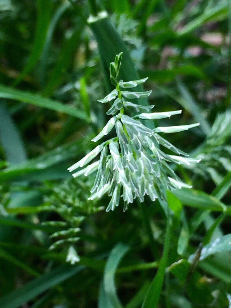 Sclerochloa dura flower