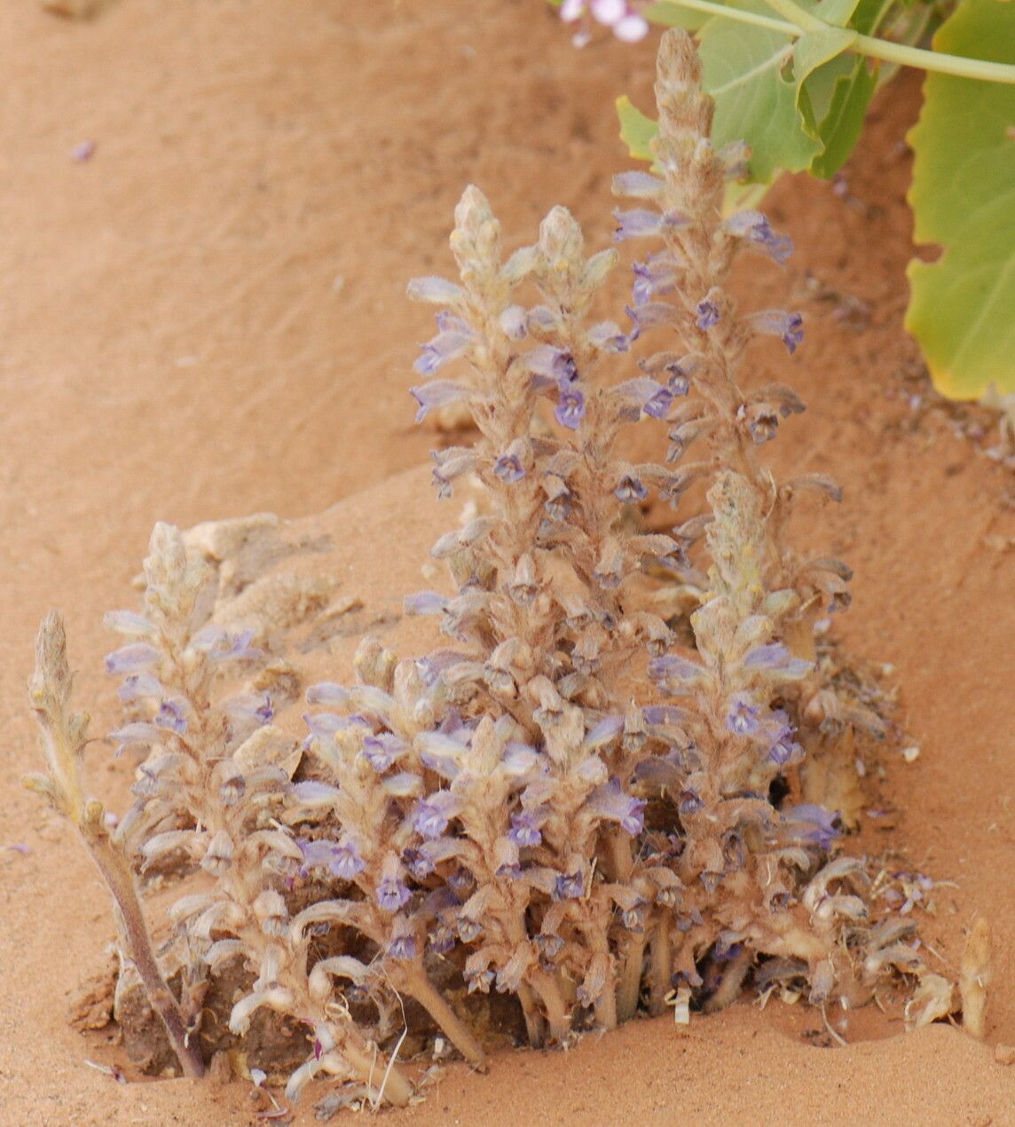 Orobanche ramosa habit