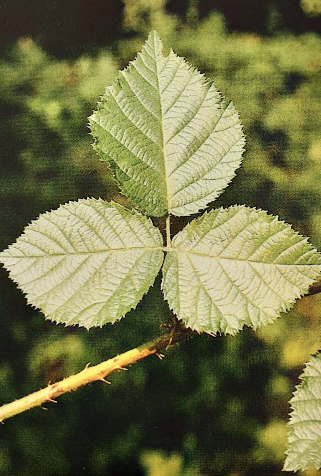 Rubus limitis — houseplant care guide