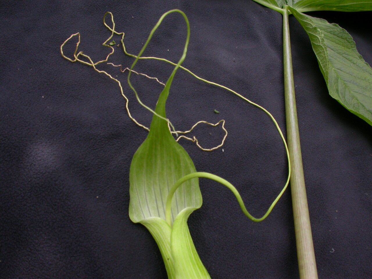 Arisaema intermedium — search result for 'Arisaema'
