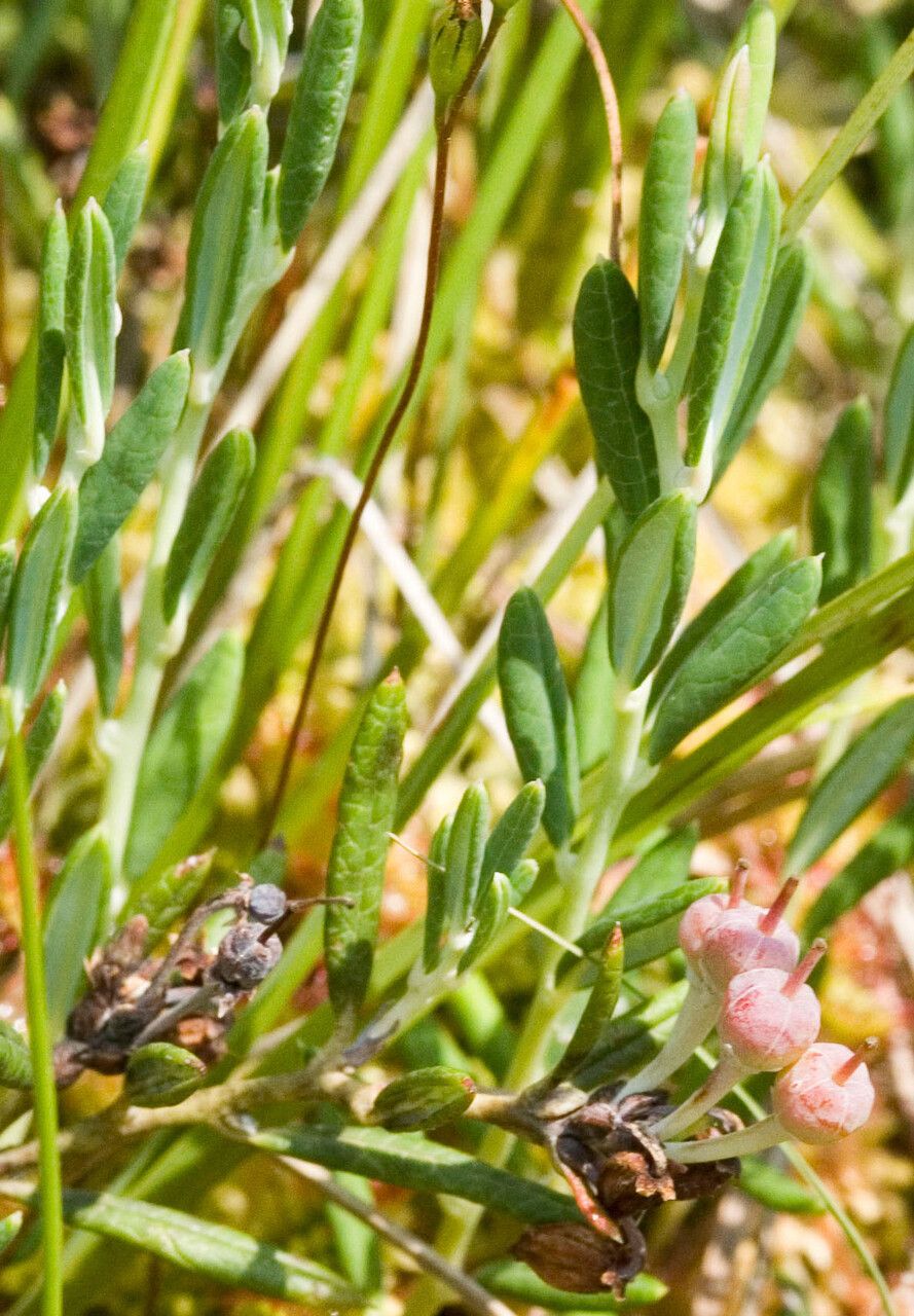 Andromeda polifolia fruit
