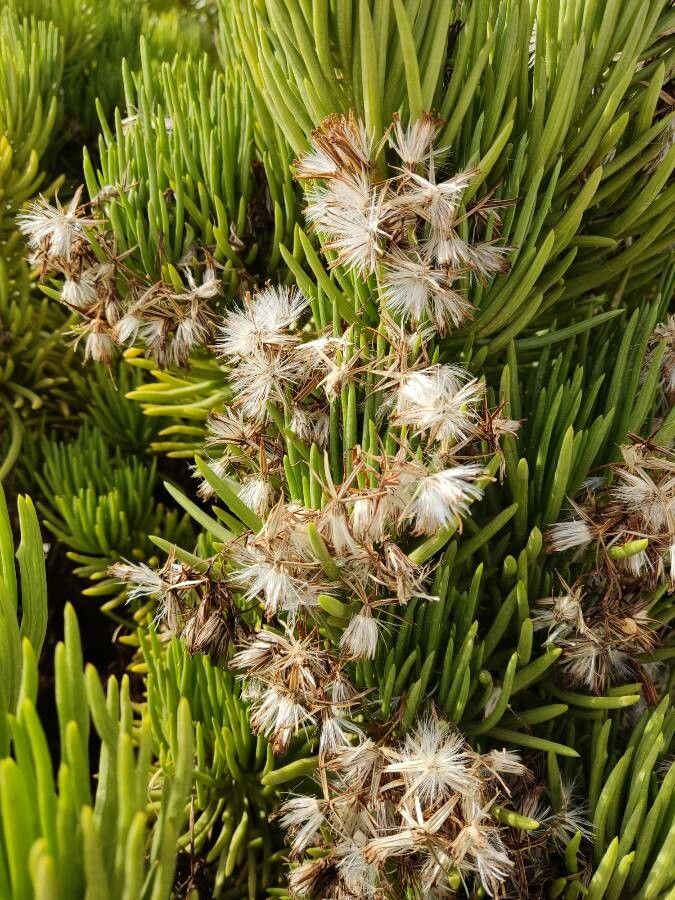 Senecio barbertonicus fruit