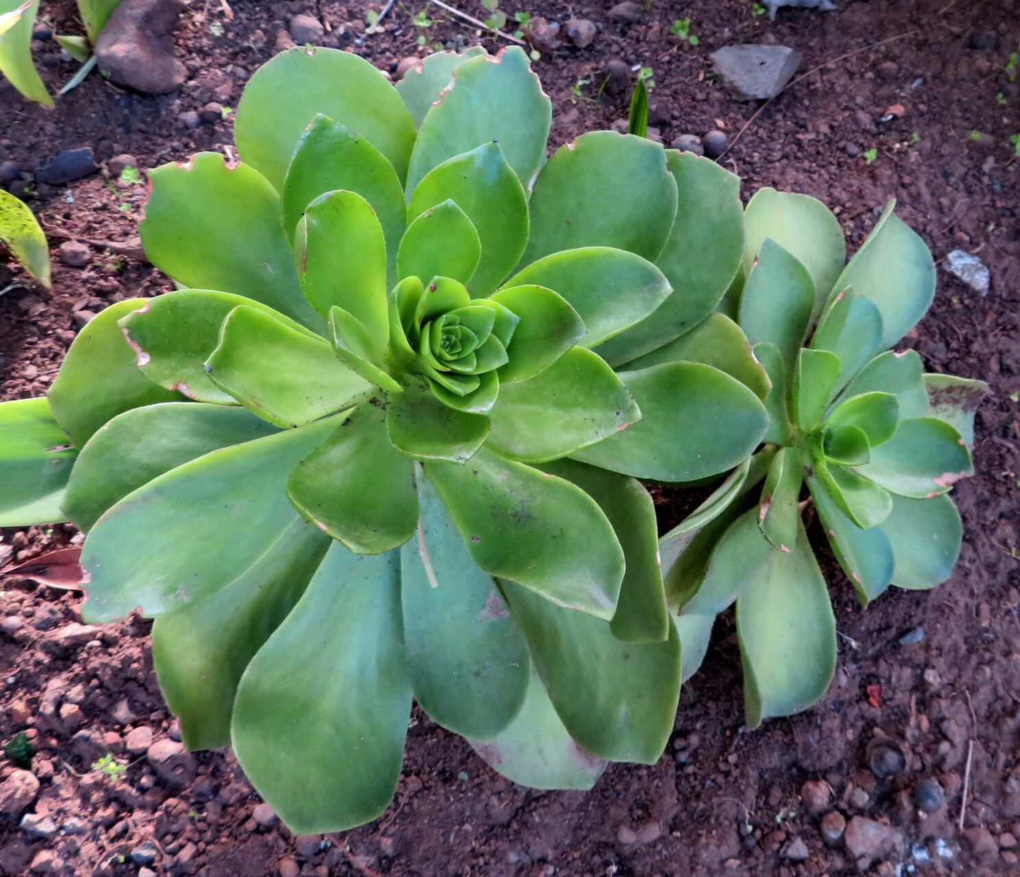 Aeonium glutinosum leaf