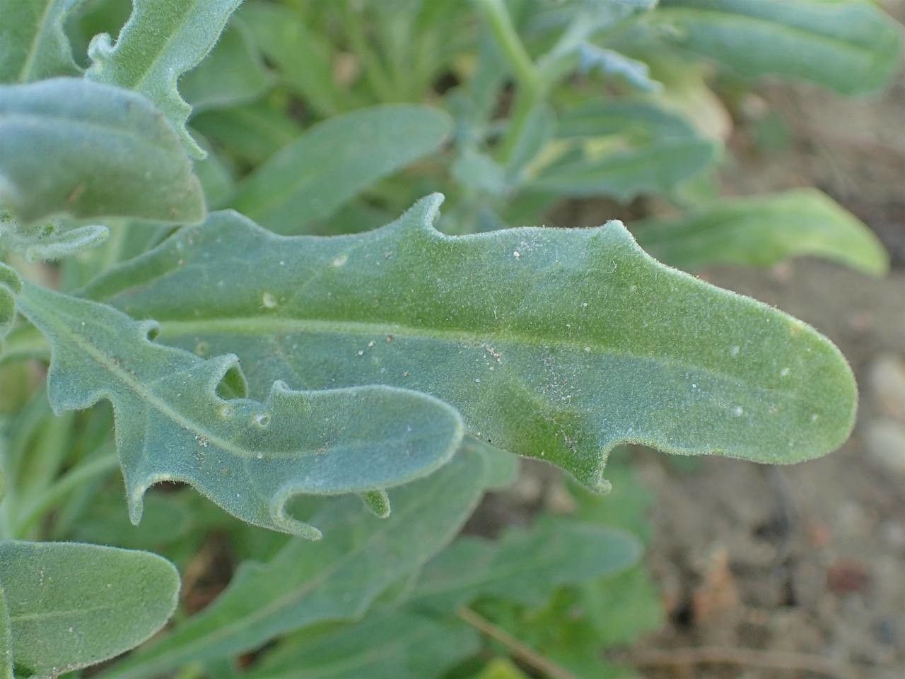 Matthiola tricuspidata leaf