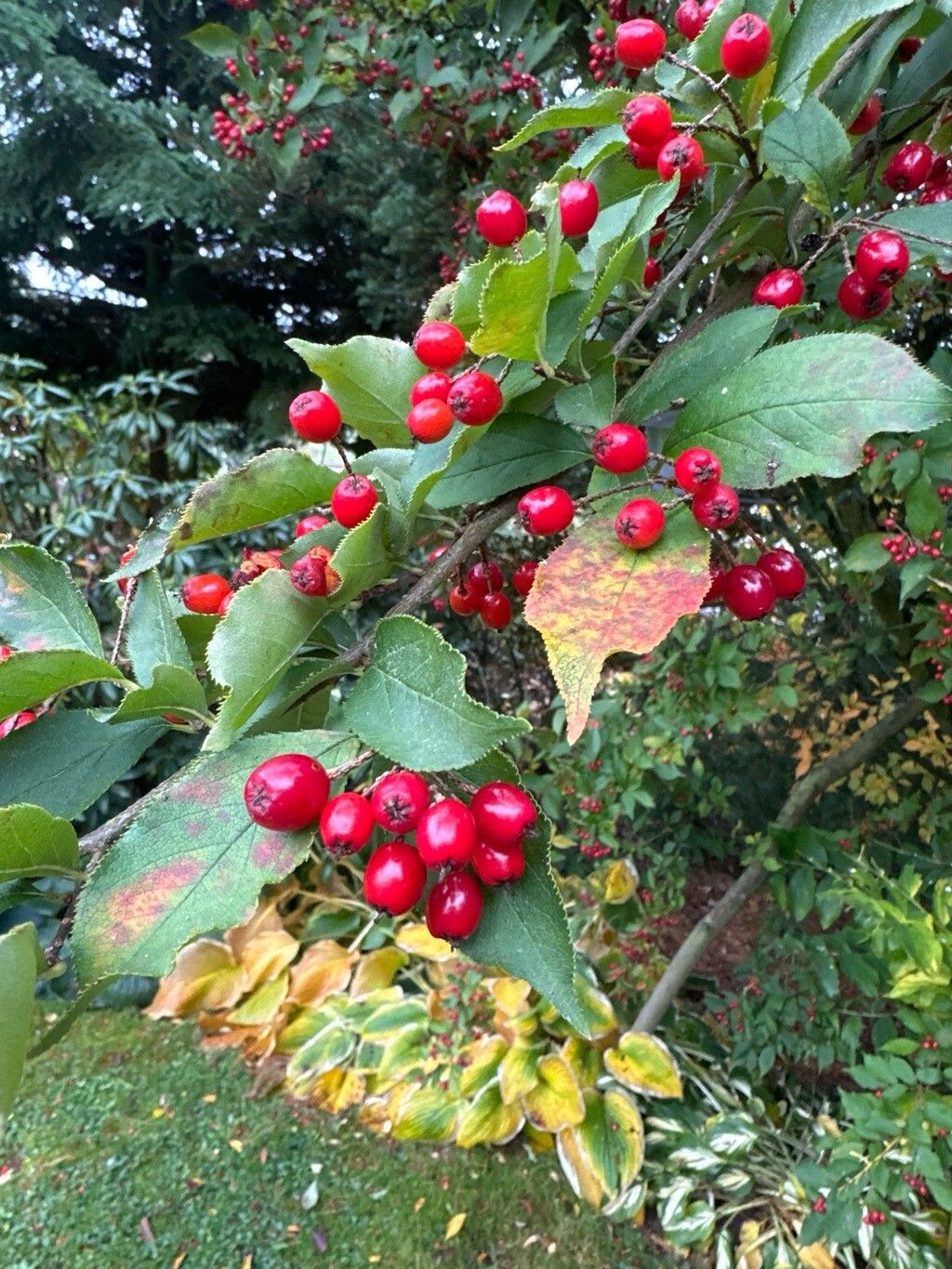 Pourthiaea villosa fruit