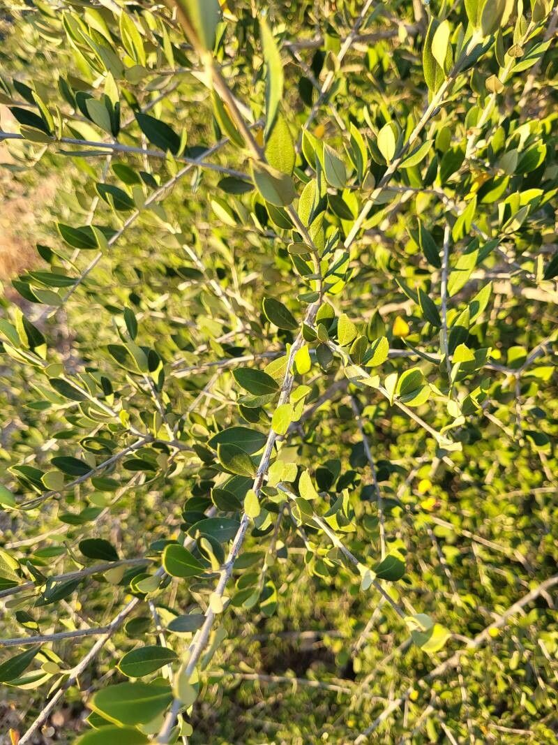 Ziziphus lotus flower