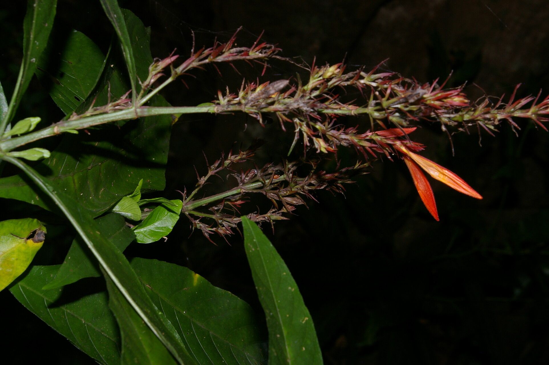 Justicia valerii flower