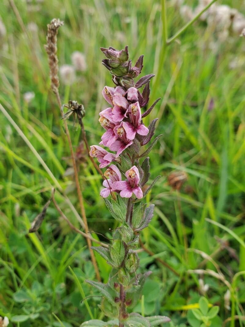 Odontites litoralis flower