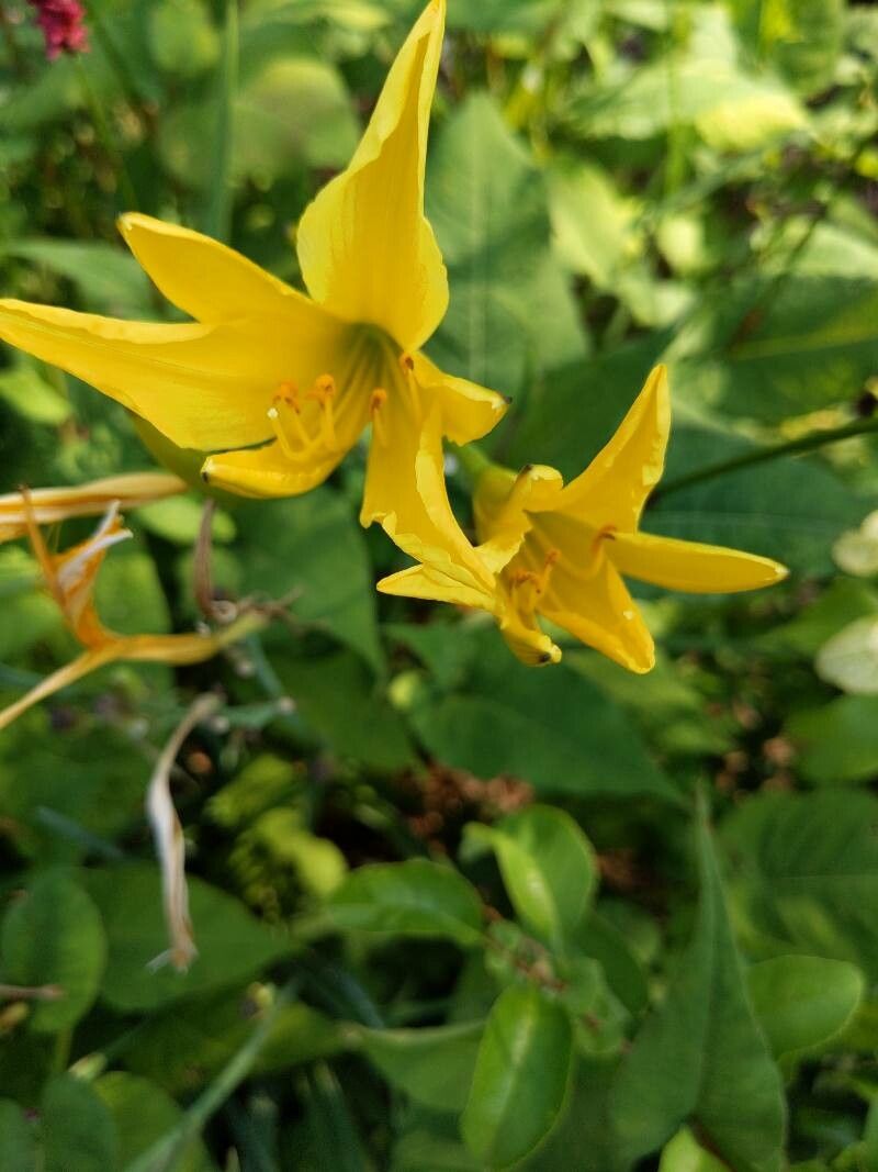 Hemerocallis citrina flower