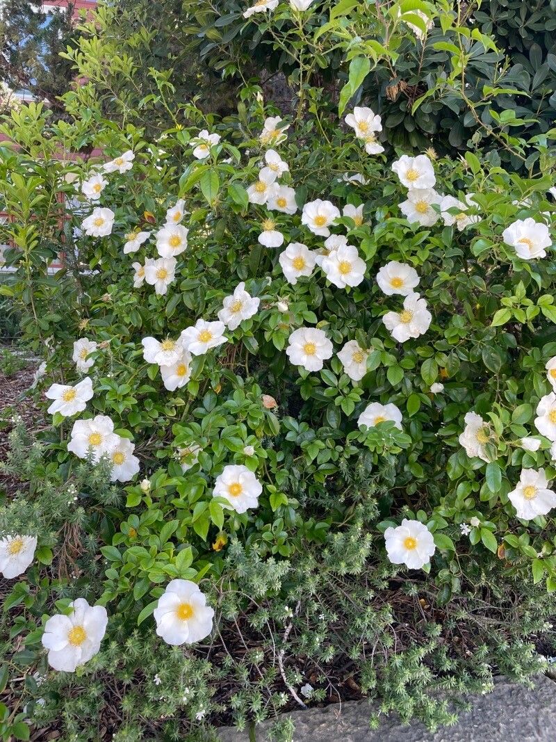 Rosa laevigata habit