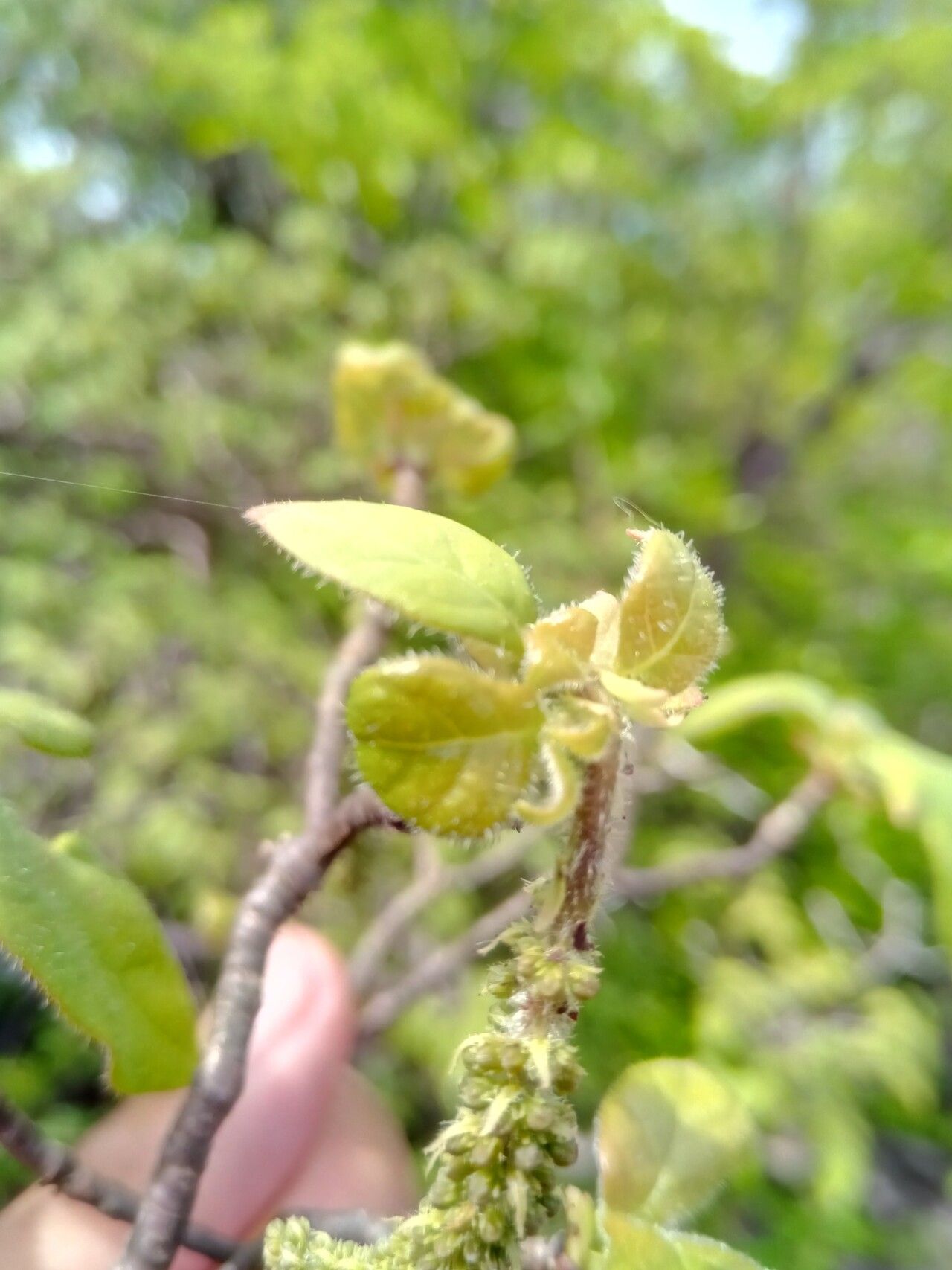 Hymenodictyon louhavate leaf