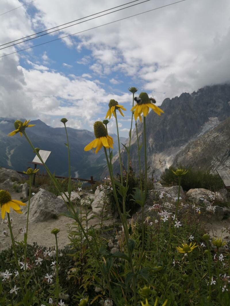 Rudbeckia glaucescens flower