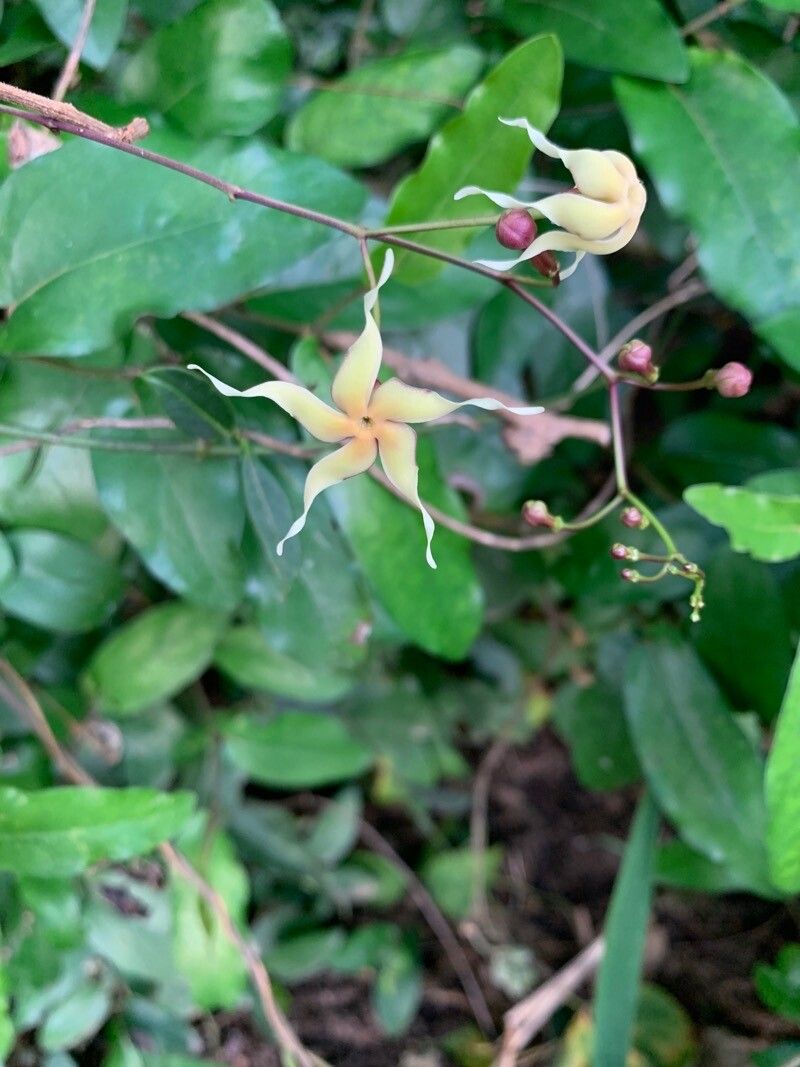 Echites puntarenensis — related species from the same genus