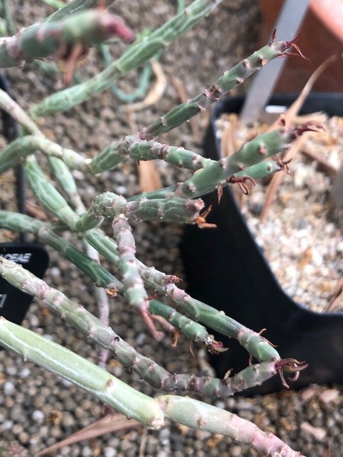 Euphorbia septentrionalis — houseplant care guide