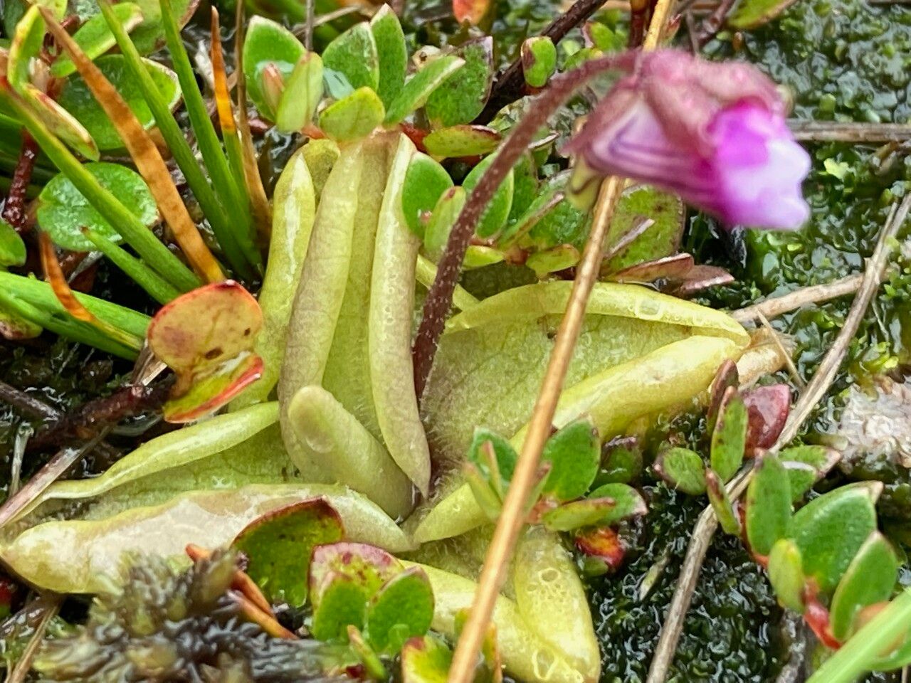 Pinguicula calyptrata habit