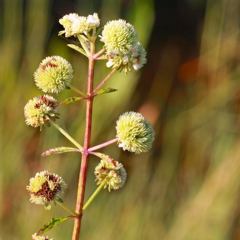 Hyptis alata fruit