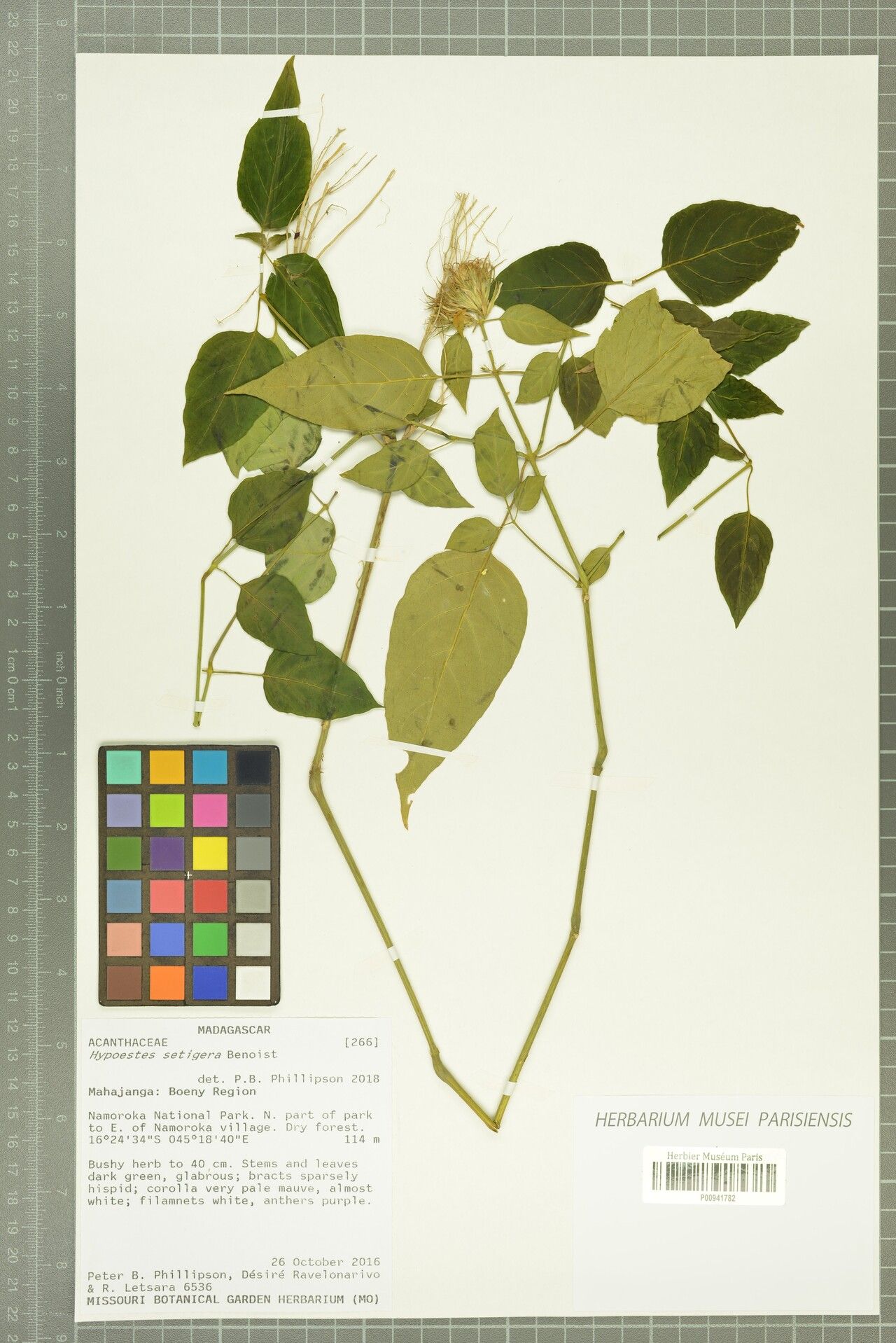 Hypoestes setigera — houseplant care guide