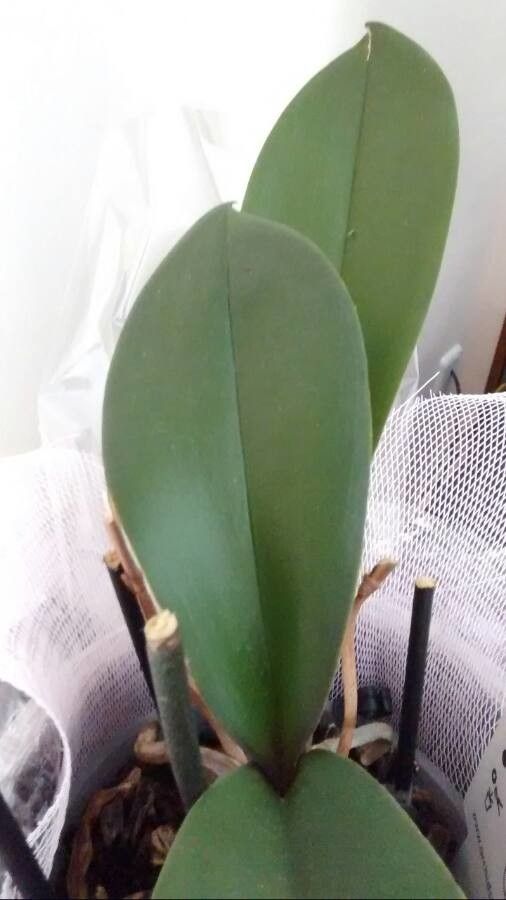 Phalaenopsis spp. leaf