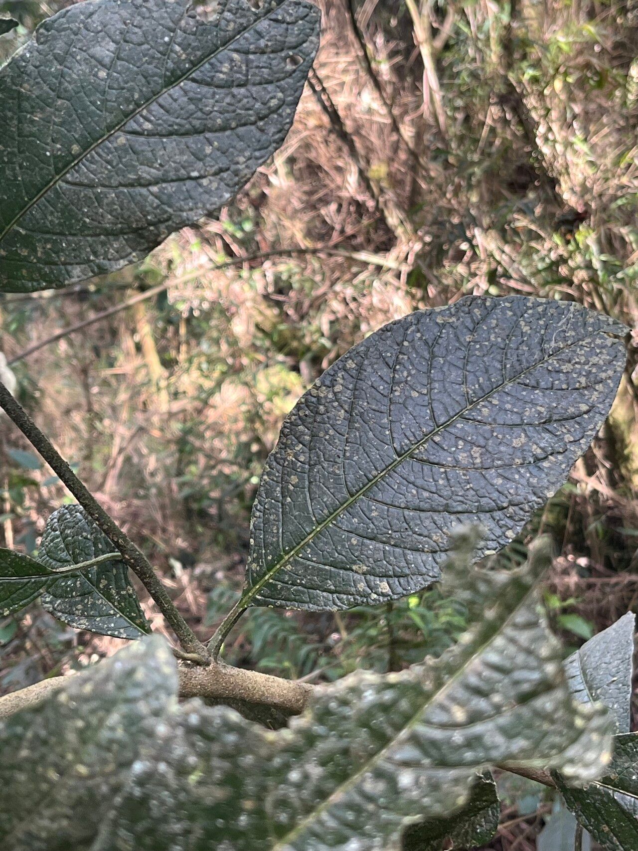 Solanum callianthum — houseplant care guide