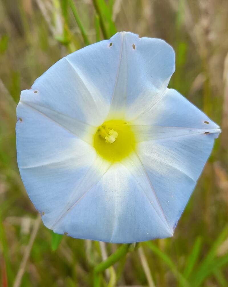 Ipomoea marginisepala flower