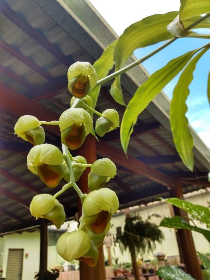 Catasetum luridum — search result for 'Guyana'