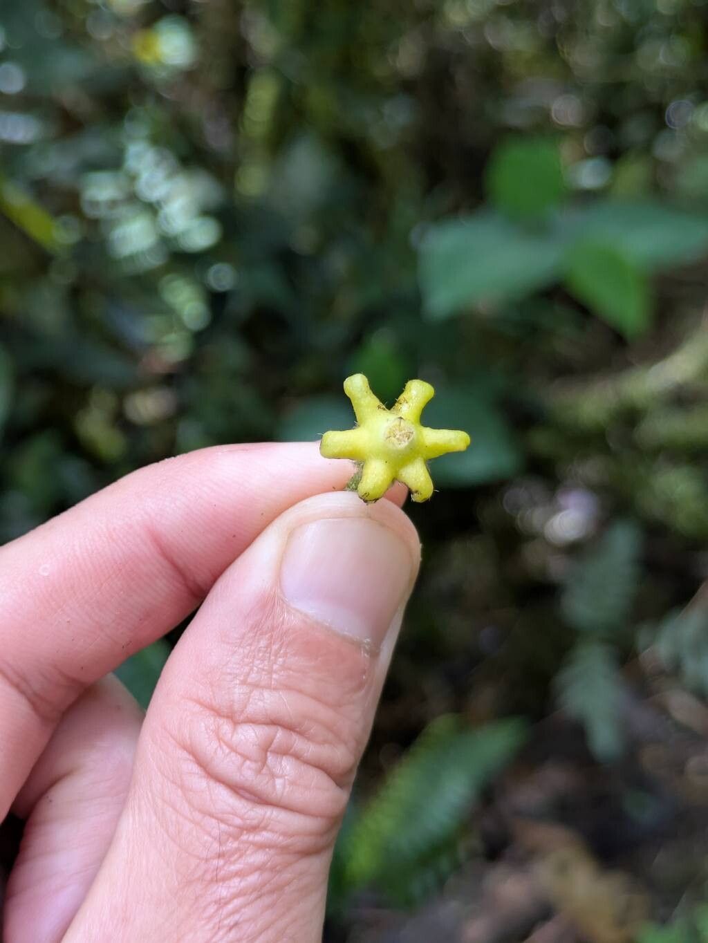 Siparuna echinata flower
