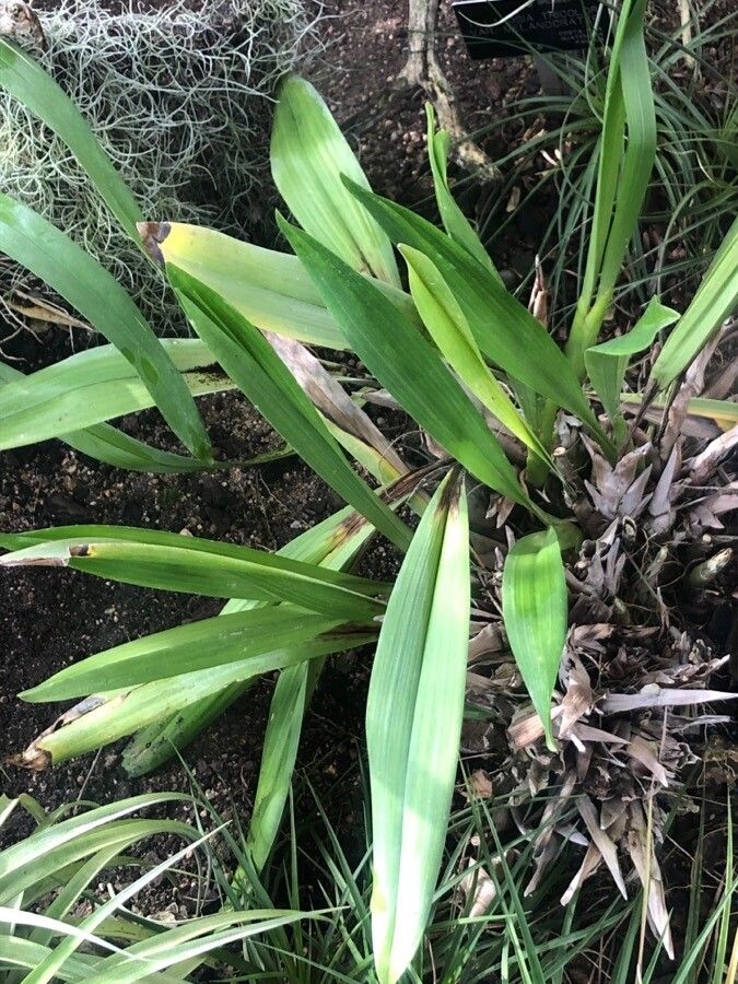 Bryobium hyacinthoides leaf