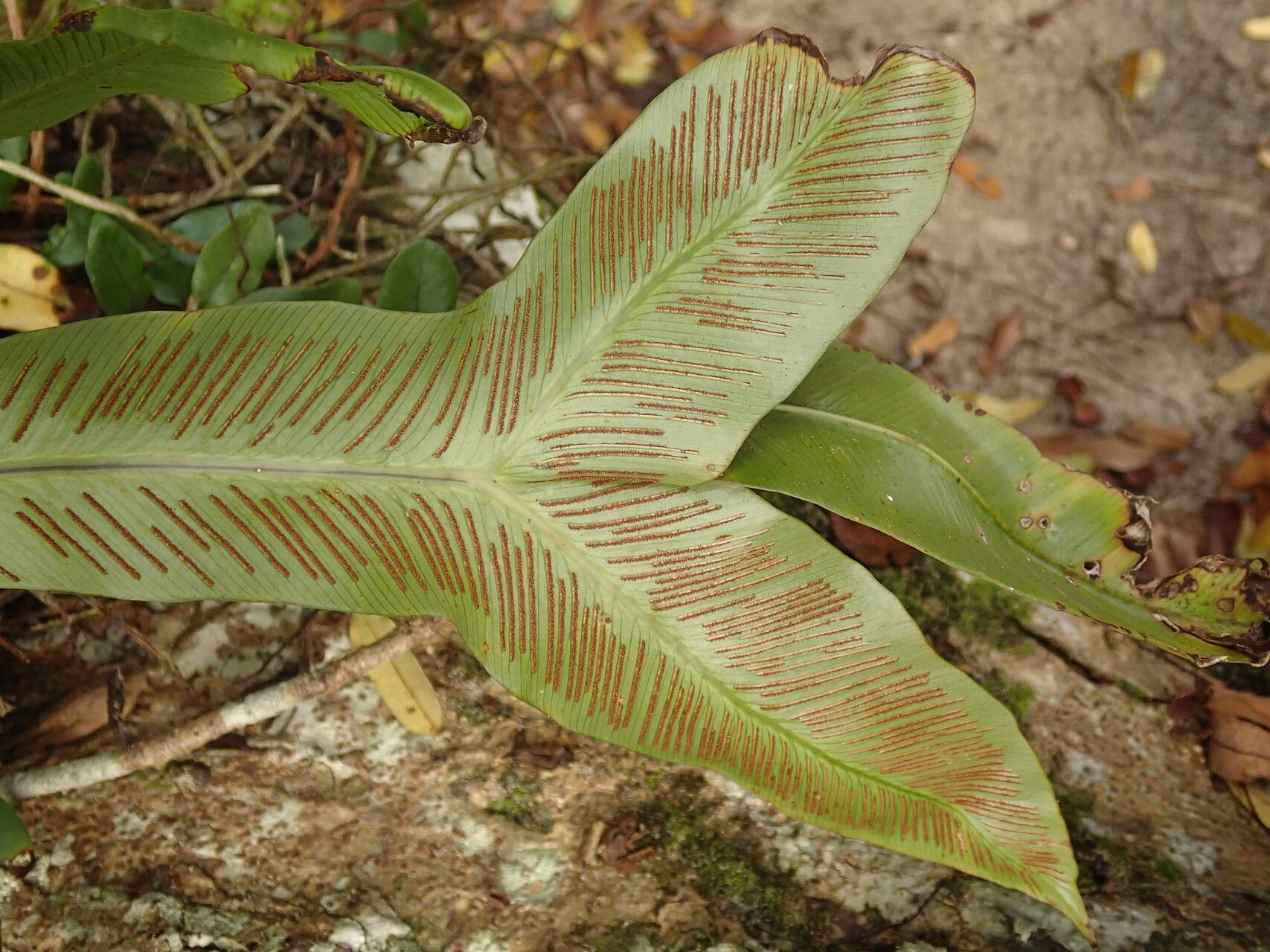 Asplenium africanum — houseplant care guide