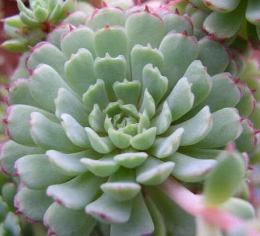 Echeveria globulosa — houseplant care guide