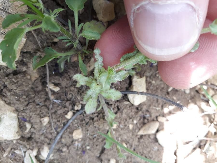 Legousia hybrida leaf