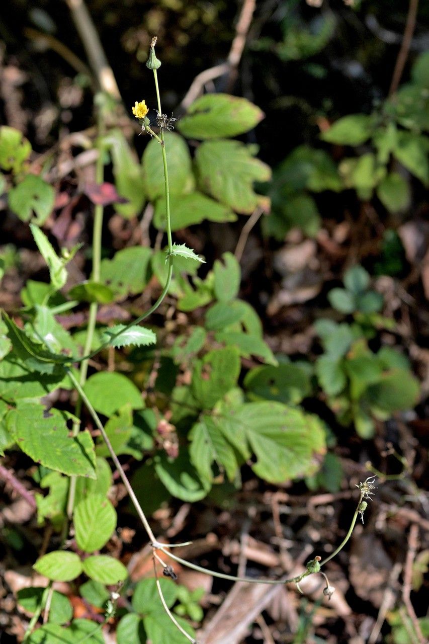 Hieracium rhomboidale — houseplant care guide