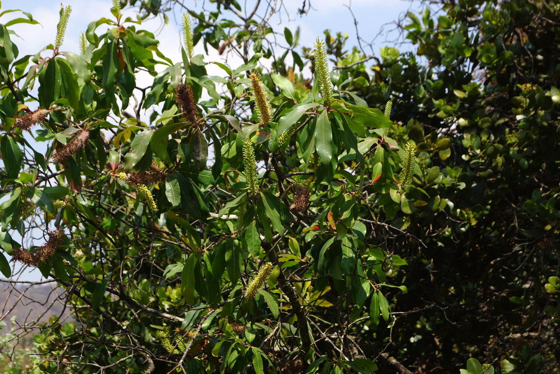 Faurea delevoyi habit