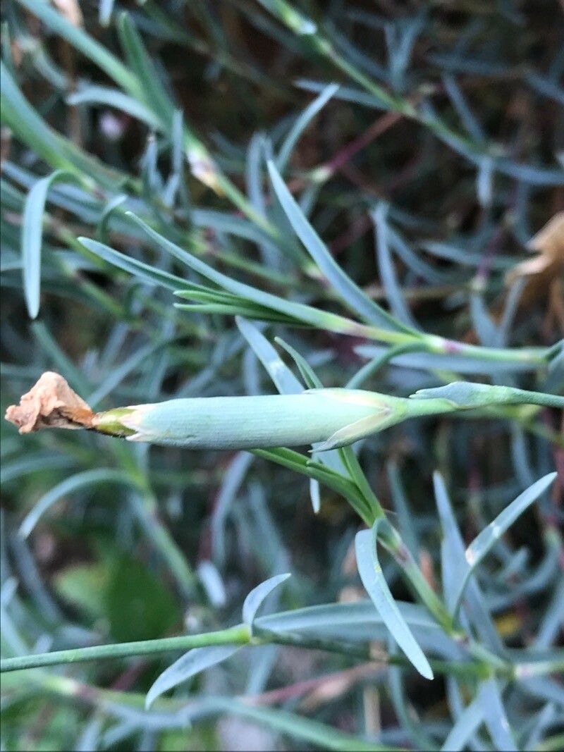 Dianthus gallicus fruit