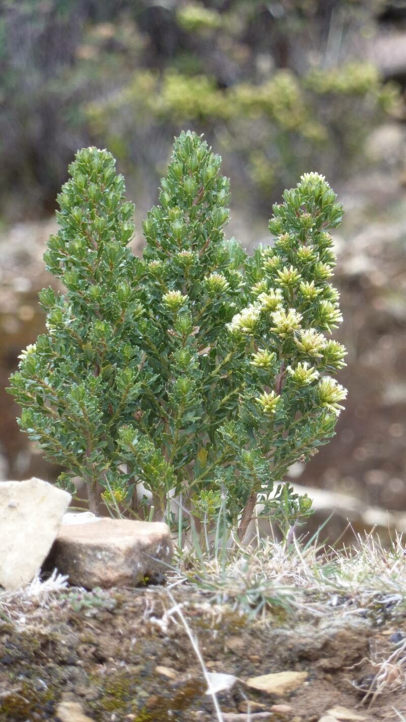Baccharis tola flower