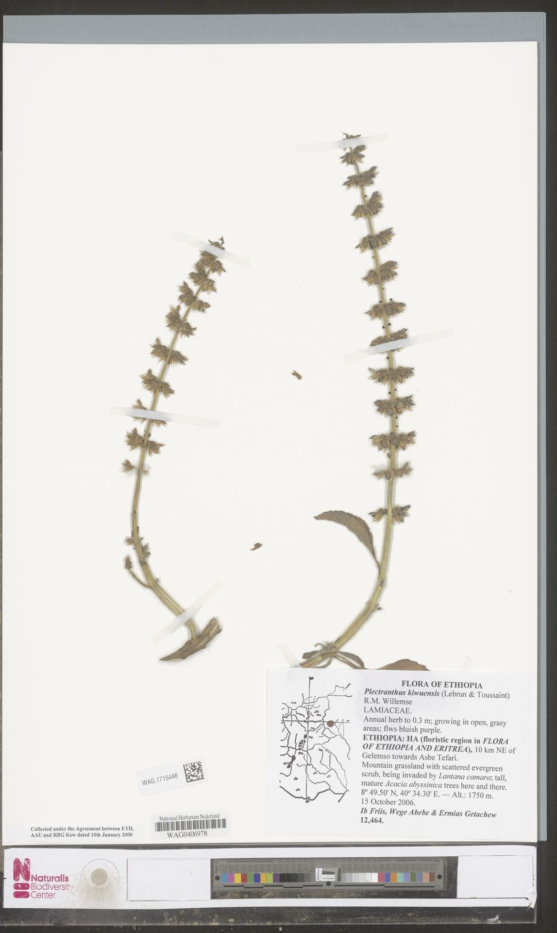 Coleus kivuensis — houseplant care guide