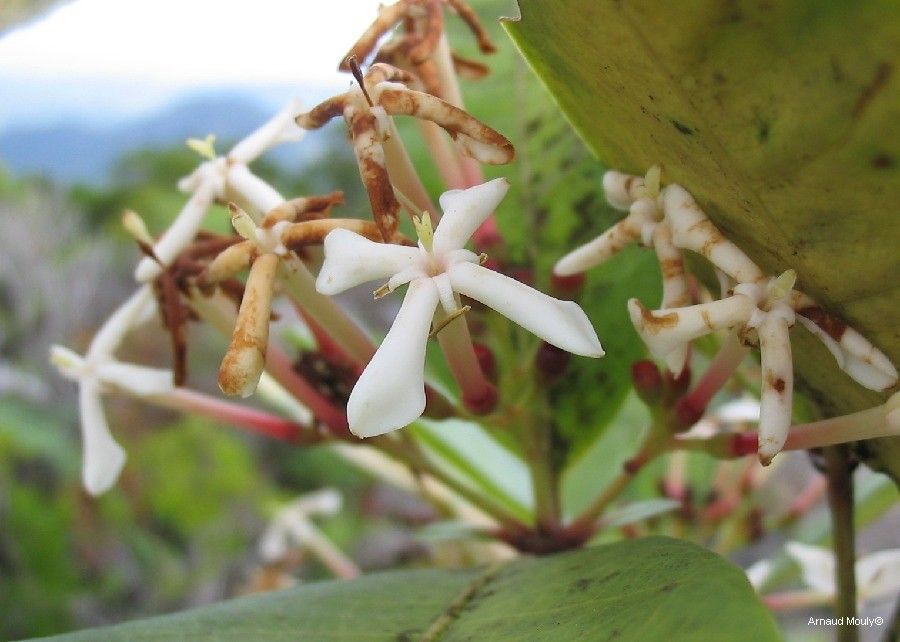 Ixora lecardii — houseplant care guide