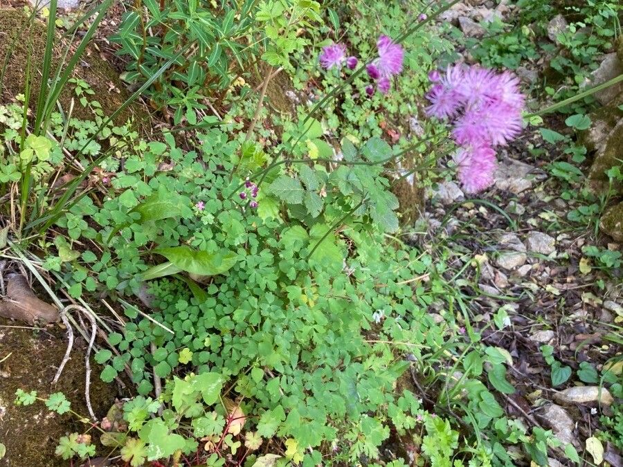 Thalictrum calabricum habit