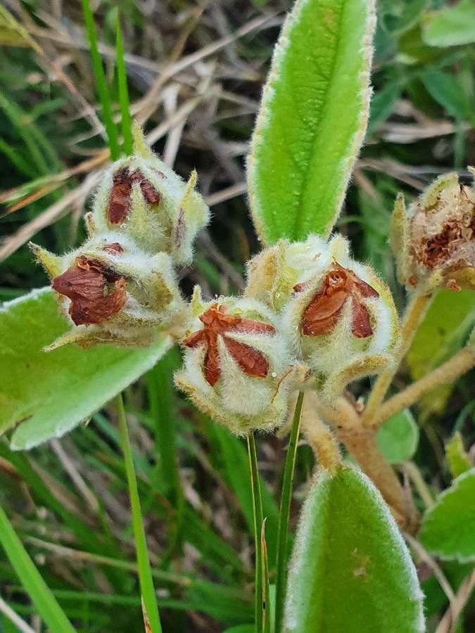 Melhania velutina fruit