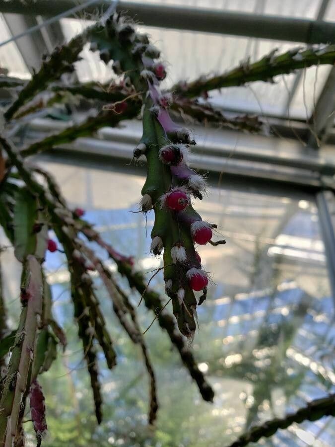 Lepismium cruciforme fruit