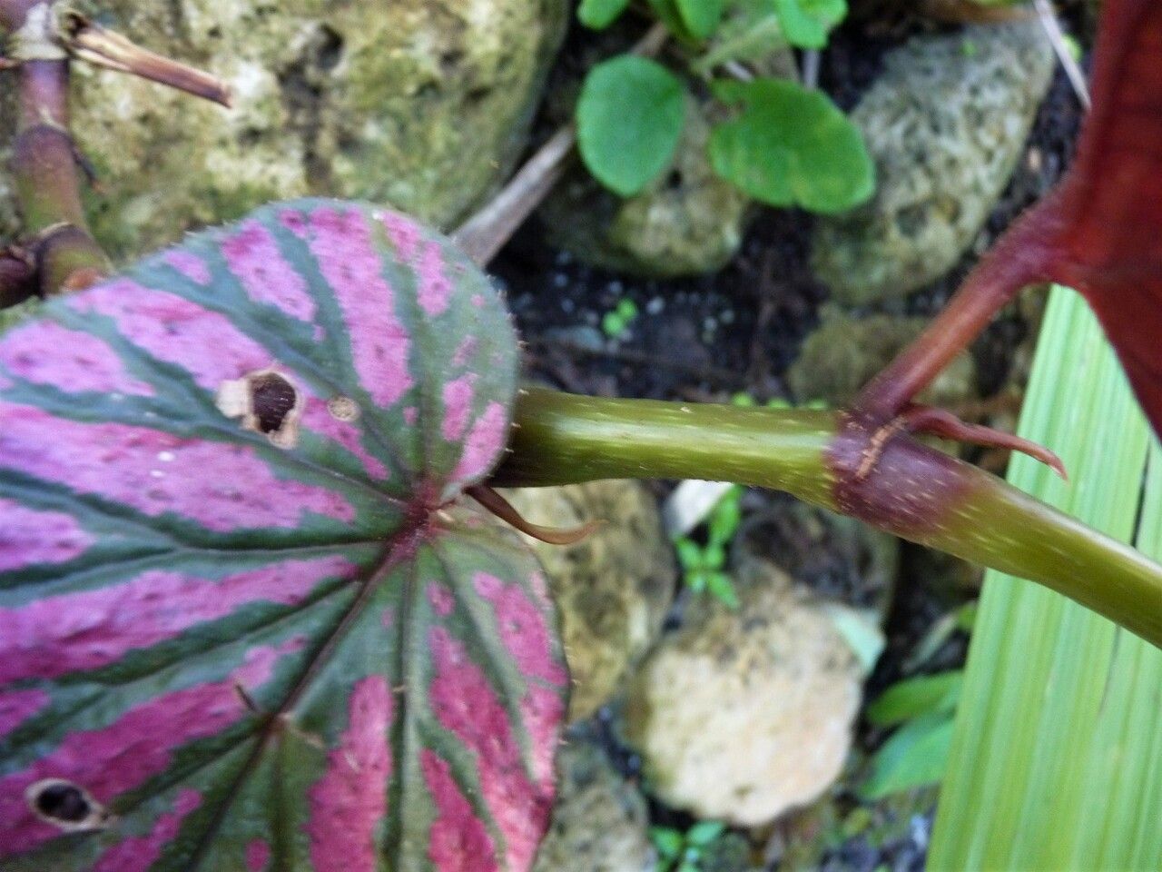 Begonia brevirimosa bark