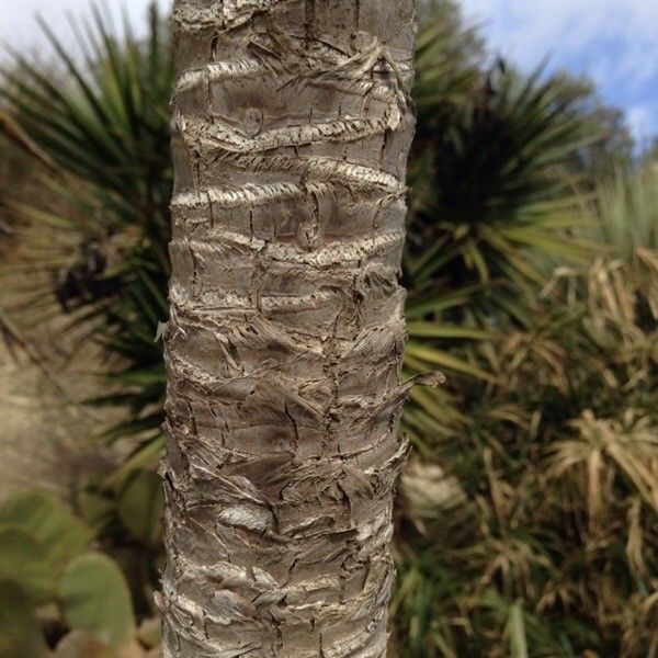 Yucca guatemalensis bark