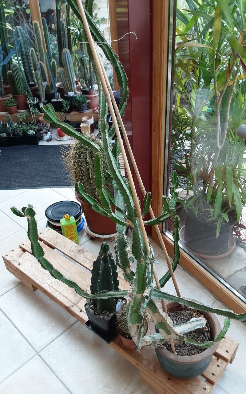 Euphorbia pseudocactus bark