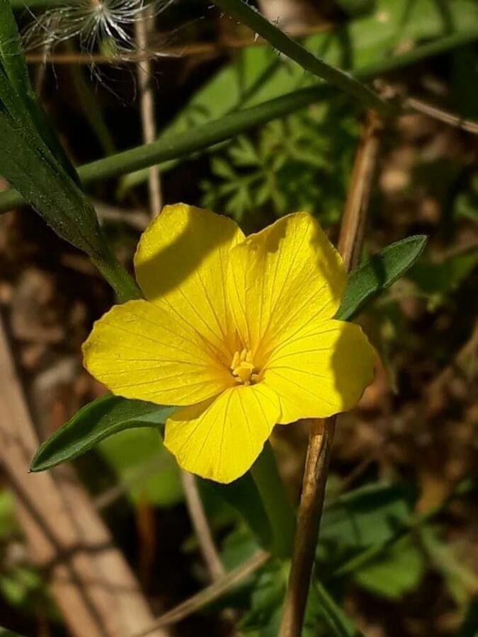Linum nodiflorum flower