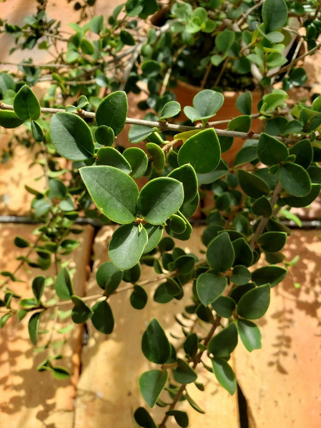 Ligustrum sempervirens — search result for 'Ligustrum'