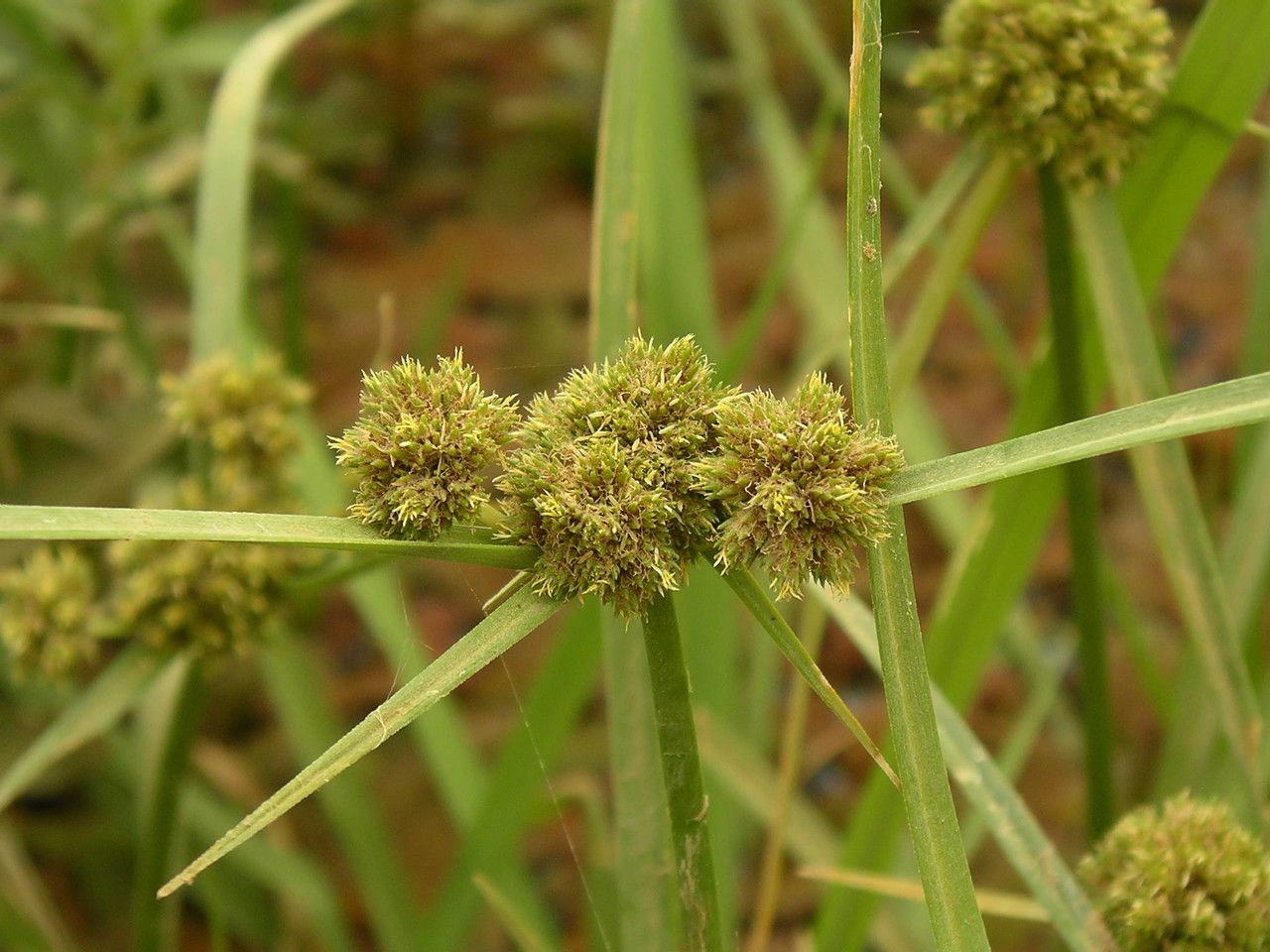 Cyperus blepharoleptos — houseplant care guide