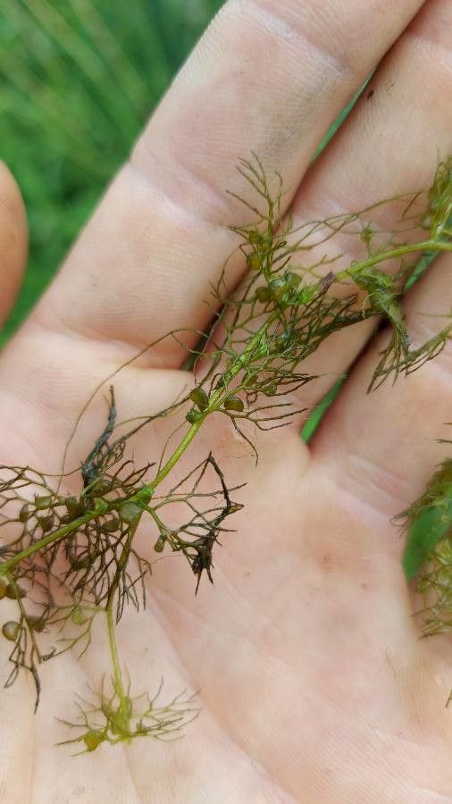 Utricularia vulgaris fruit